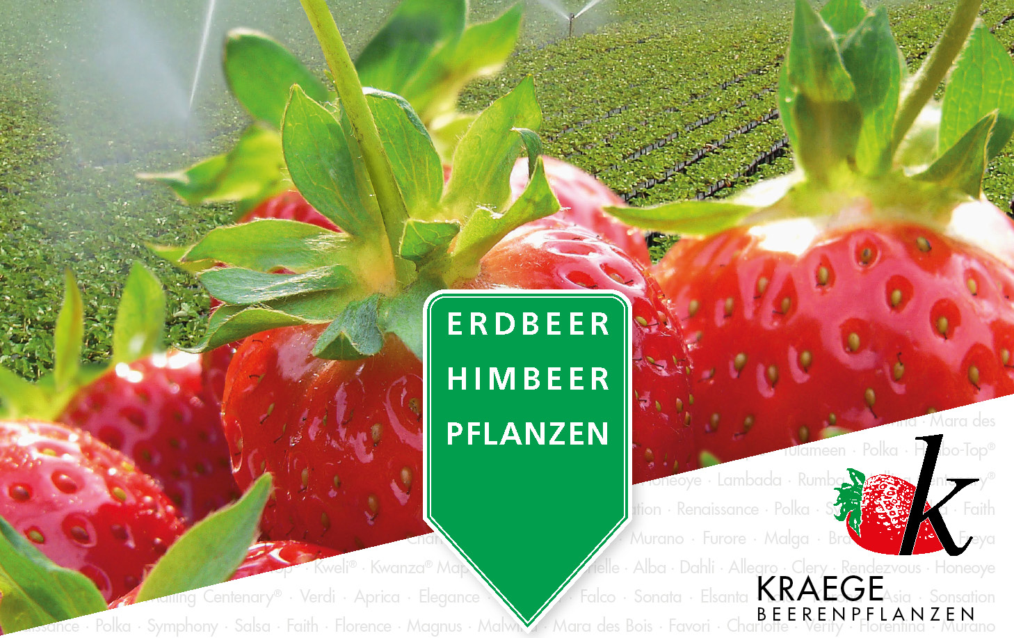 Erdbeer- und Himbeerpflanzen für die Direktvermarktung